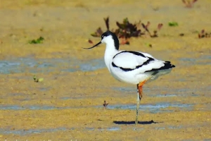 Avoceta común, Recurvirostra avosetta. Pied avocet.